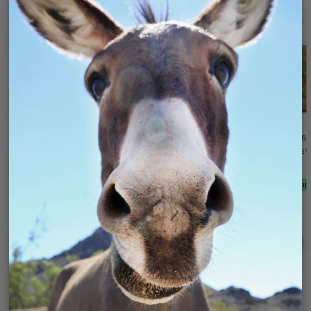 Meet your Posher, Robert